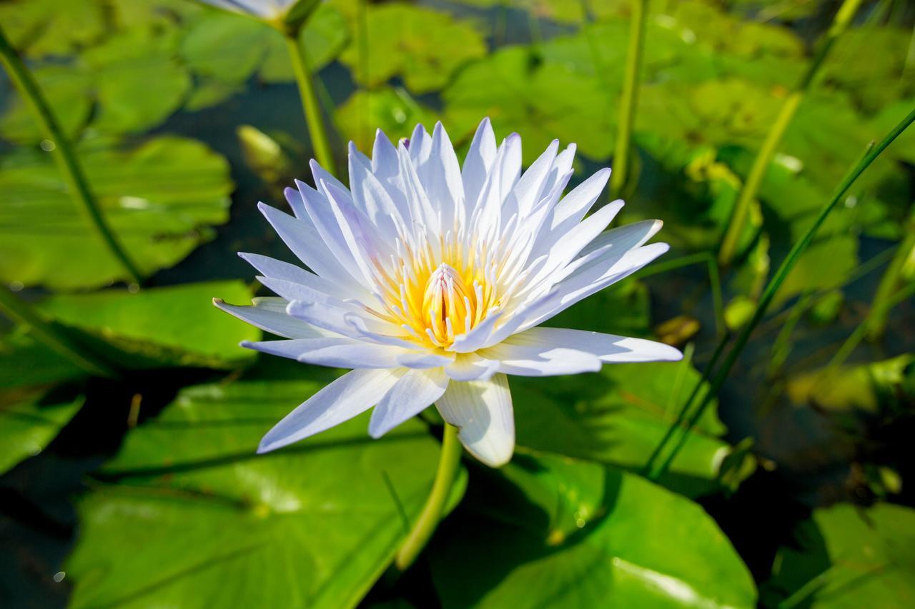 Lilypad Luxury Cabins Bellingen Bagian luar foto