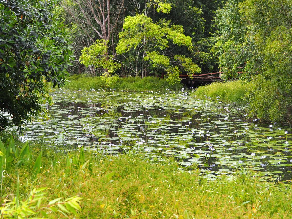 Lilypad Luxury Cabins Bellingen Bagian luar foto