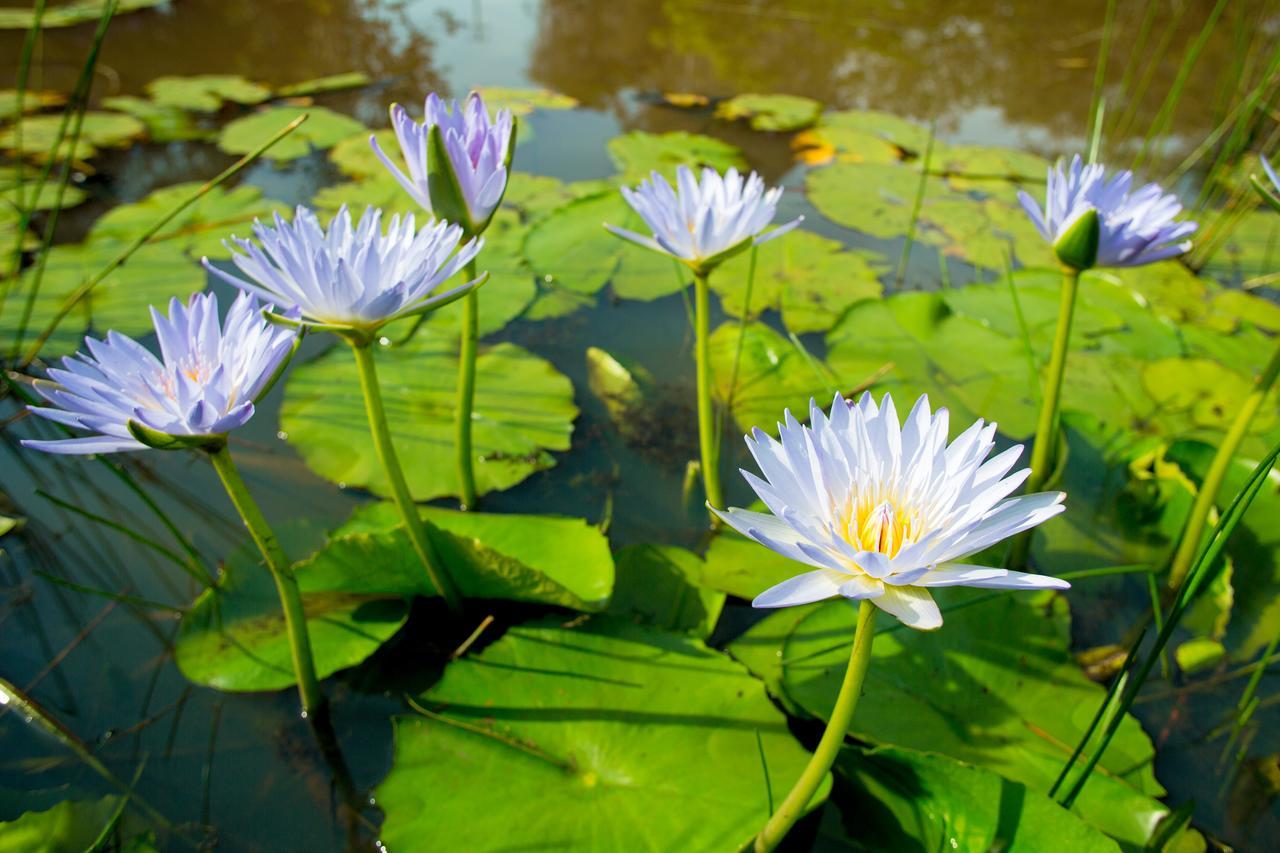 Lilypad Luxury Cabins Bellingen Bagian luar foto
